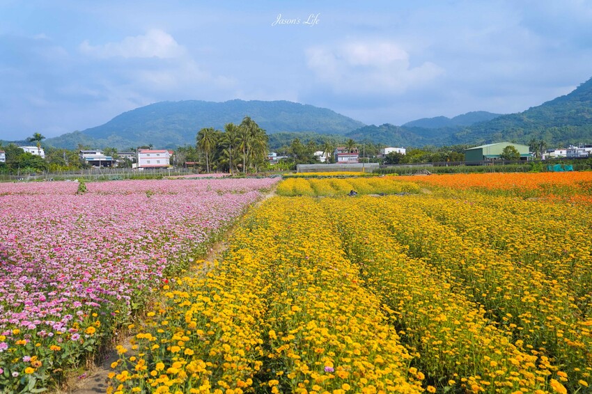 高雄市杉林區【高雄杉林｜景點】杉林花海。春節限定走春景點，一大片向日葵花海超壯觀，還有七彩波斯菊花海