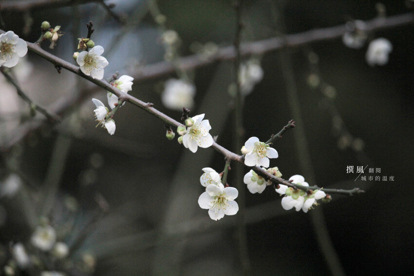 台北市中正區2024台北梅花景點整理!9個賞梅景點,捷運出站就賞花(地圖整理)
