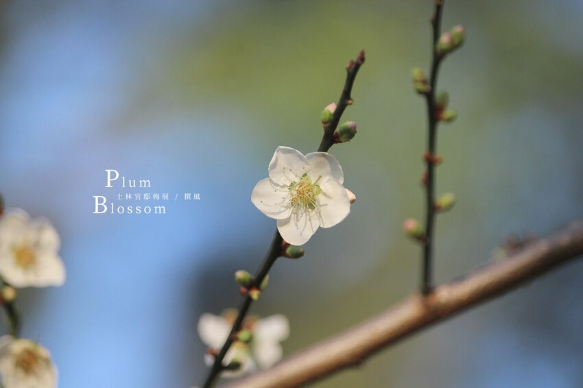 台北市中正區2024台北梅花景點整理!9個賞梅景點,捷運出站就賞花(地圖整理)