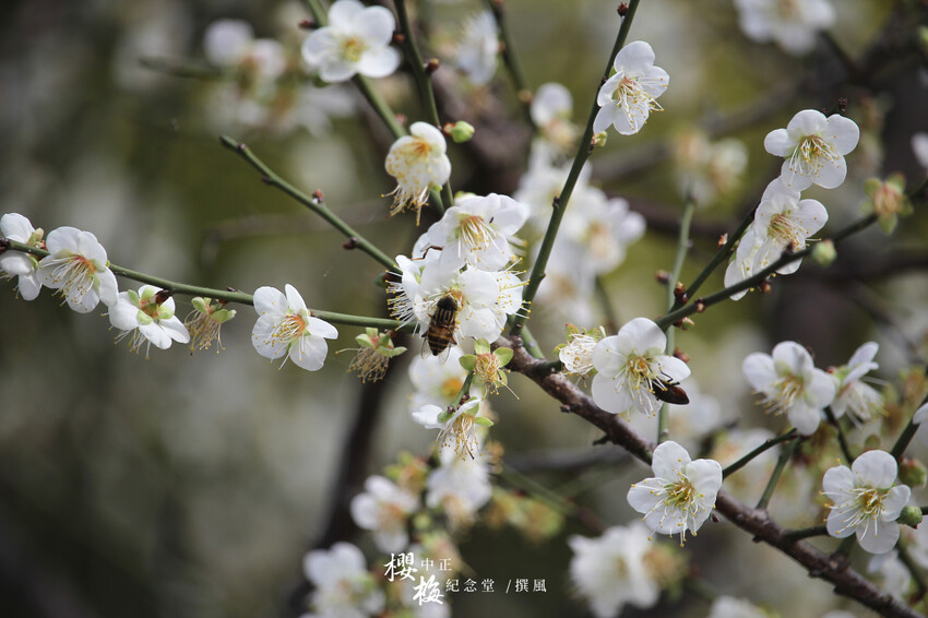 台北市中正區2024台北梅花景點整理!9個賞梅景點,捷運出站就賞花(地圖整理)