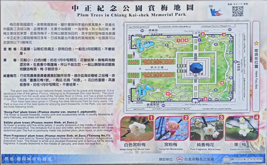 台北市中正區2024台北梅花景點整理!9個賞梅景點,捷運出站就賞花(地圖整理)