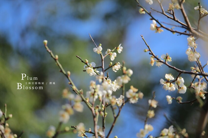 台北市中正區2024台北梅花景點整理!9個賞梅景點,捷運出站就賞花(地圖整理)