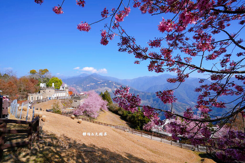清境農場櫻花季,漫步櫻花林與萌呆笑笑羊互動,粉嫩櫻花海盛開! 清境農場櫻花季,漫步櫻花林與萌呆笑笑羊互動,粉嫩櫻花海盛開!