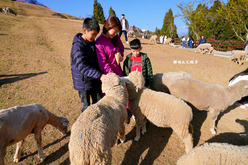 清境農場櫻花季,漫步櫻花林與萌呆笑笑羊互動,粉嫩櫻花海盛開! 清境農場櫻花季,漫步櫻花林與萌呆笑笑羊互動,粉嫩櫻花海盛開!