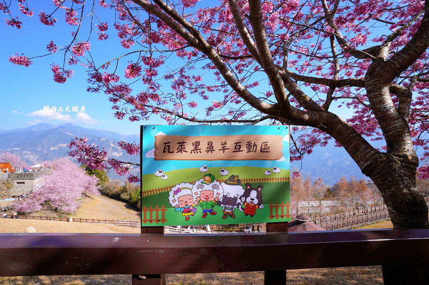 清境農場櫻花季,漫步櫻花林與萌呆笑笑羊互動,粉嫩櫻花海盛開! 清境農場櫻花季,漫步櫻花林與萌呆笑笑羊互動,粉嫩櫻花海盛開!