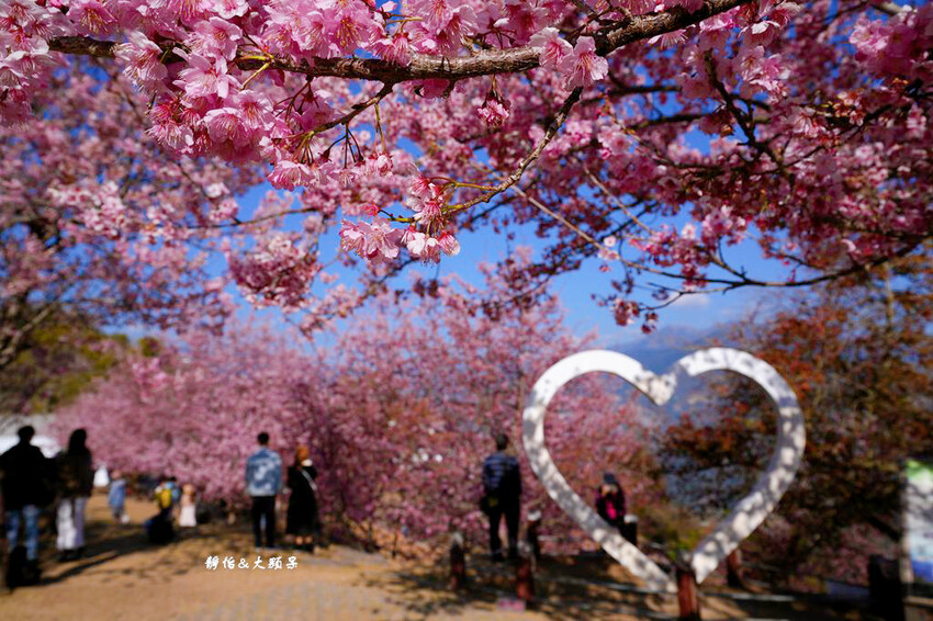 清境農場櫻花季,漫步櫻花林與萌呆笑笑羊互動,粉嫩櫻花海盛開! 清境農場櫻花季,漫步櫻花林與萌呆笑笑羊互動,粉嫩櫻花海盛開!