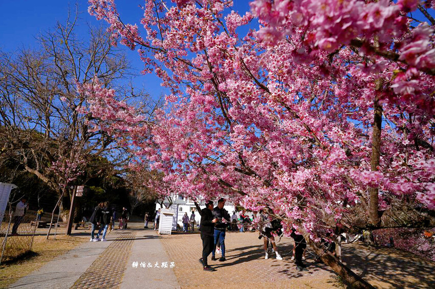 清境農場櫻花季,漫步櫻花林與萌呆笑笑羊互動,粉嫩櫻花海盛開! 清境農場櫻花季,漫步櫻花林與萌呆笑笑羊互動,粉嫩櫻花海盛開!