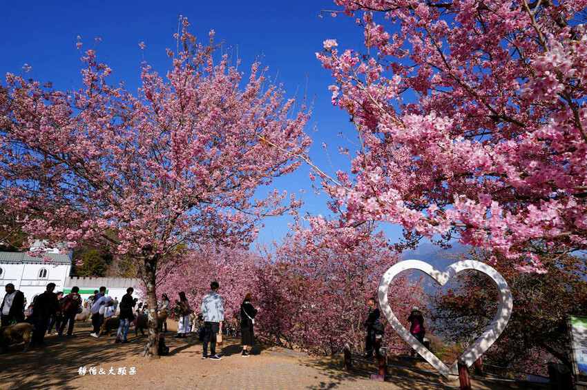 清境農場櫻花季,漫步櫻花林與萌呆笑笑羊互動,粉嫩櫻花海盛開! 清境農場櫻花季,漫步櫻花林與萌呆笑笑羊互動,粉嫩櫻花海盛開!