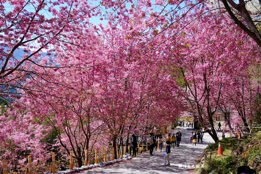 2024司馬庫斯櫻花季，上帝的部落絕美櫻花海隧道，櫻花季管制