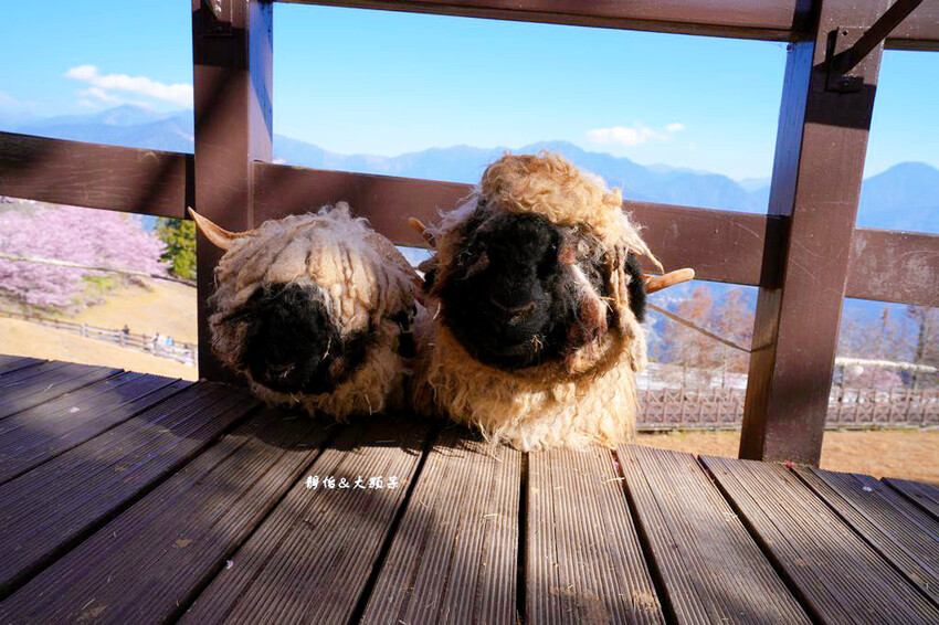 清境農場櫻花季,漫步櫻花林與萌呆笑笑羊互動,粉嫩櫻花海盛開! 清境農場櫻花季,漫步櫻花林與萌呆笑笑羊互動,粉嫩櫻花海盛開!