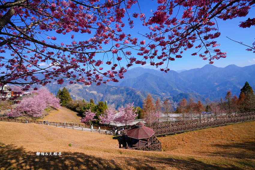 清境農場櫻花季,漫步櫻花林與萌呆笑笑羊互動,粉嫩櫻花海盛開! 清境農場櫻花季,漫步櫻花林與萌呆笑笑羊互動,粉嫩櫻花海盛開!