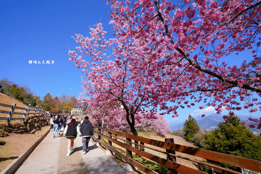 清境農場櫻花季,漫步櫻花林與萌呆笑笑羊互動,粉嫩櫻花海盛開! 清境農場櫻花季,漫步櫻花林與萌呆笑笑羊互動,粉嫩櫻花海盛開!