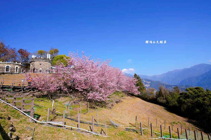 清境農場櫻花季,漫步櫻花林與萌呆笑笑羊互動,粉嫩櫻花海盛開! 清境農場櫻花季,漫步櫻花林與萌呆笑笑羊互動,粉嫩櫻花海盛開!