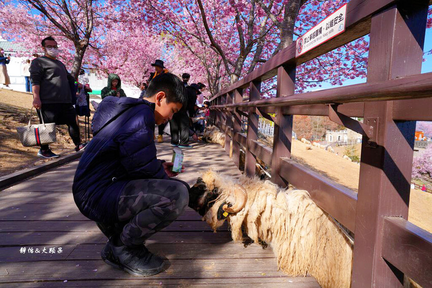 清境農場櫻花季,漫步櫻花林與萌呆笑笑羊互動,粉嫩櫻花海盛開! 清境農場櫻花季,漫步櫻花林與萌呆笑笑羊互動,粉嫩櫻花海盛開!