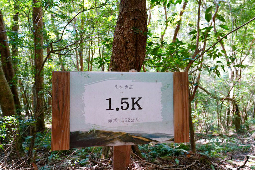 2024司馬庫斯櫻花季，上帝的部落絕美櫻花海隧道，櫻花季管制