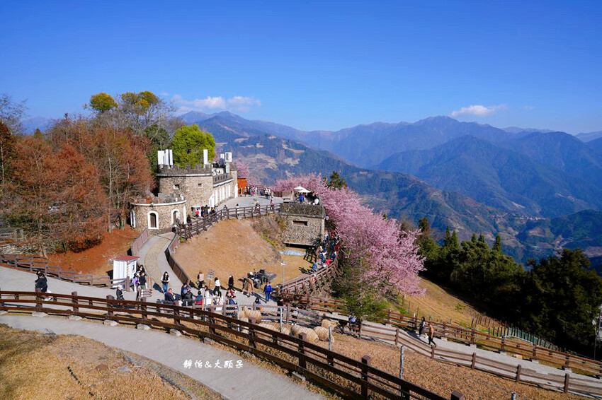 清境農場櫻花季,漫步櫻花林與萌呆笑笑羊互動,粉嫩櫻花海盛開! 清境農場櫻花季,漫步櫻花林與萌呆笑笑羊互動,粉嫩櫻花海盛開!