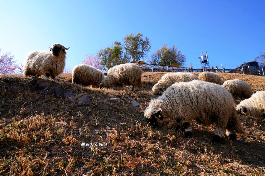 清境農場櫻花季,漫步櫻花林與萌呆笑笑羊互動,粉嫩櫻花海盛開! 清境農場櫻花季,漫步櫻花林與萌呆笑笑羊互動,粉嫩櫻花海盛開!