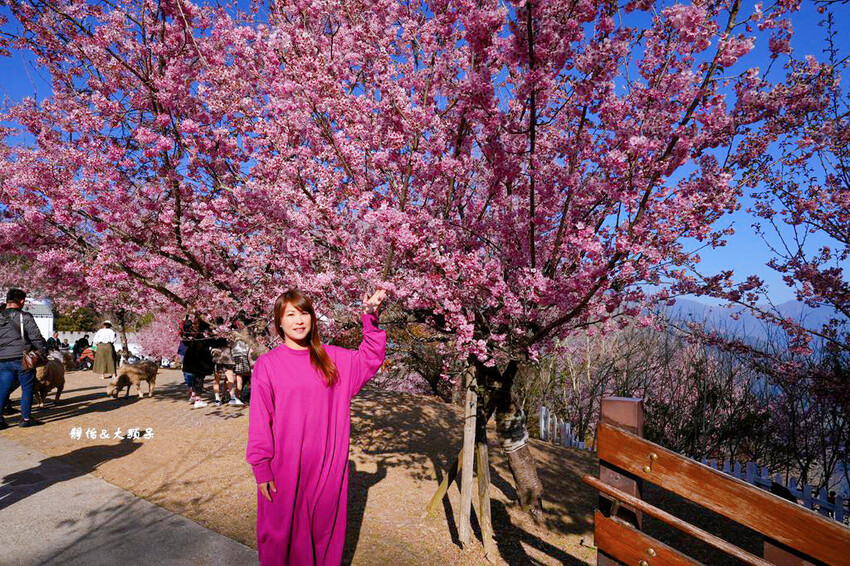 清境農場櫻花季,漫步櫻花林與萌呆笑笑羊互動,粉嫩櫻花海盛開! 清境農場櫻花季,漫步櫻花林與萌呆笑笑羊互動,粉嫩櫻花海盛開!
