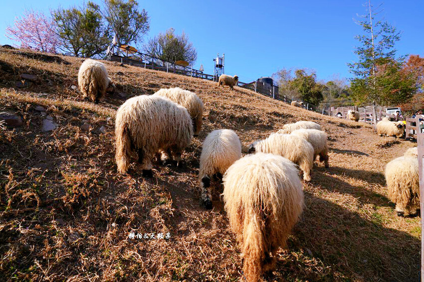 清境農場櫻花季,漫步櫻花林與萌呆笑笑羊互動,粉嫩櫻花海盛開! 清境農場櫻花季,漫步櫻花林與萌呆笑笑羊互動,粉嫩櫻花海盛開!