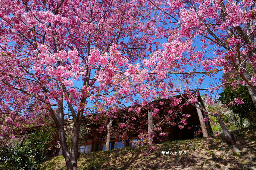 2024司馬庫斯櫻花季，上帝的部落絕美櫻花海隧道，櫻花季管制