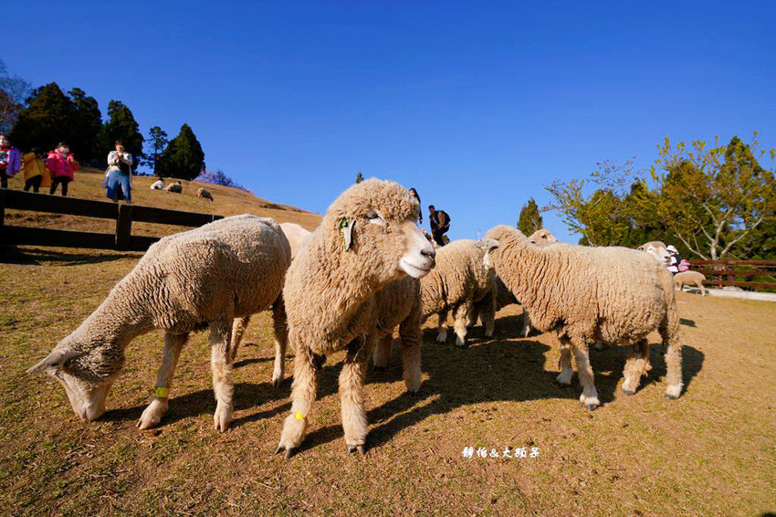 清境農場櫻花季,漫步櫻花林與萌呆笑笑羊互動,粉嫩櫻花海盛開! 清境農場櫻花季,漫步櫻花林與萌呆笑笑羊互動,粉嫩櫻花海盛開!