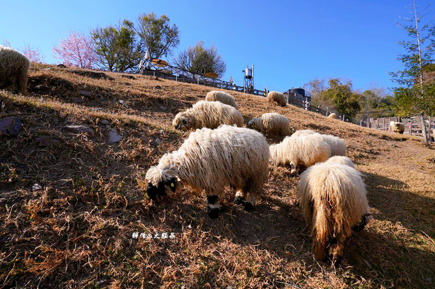 清境農場櫻花季,漫步櫻花林與萌呆笑笑羊互動,粉嫩櫻花海盛開! 清境農場櫻花季,漫步櫻花林與萌呆笑笑羊互動,粉嫩櫻花海盛開!