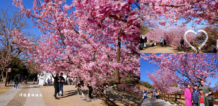 清境農場櫻花季,漫步櫻花林與萌呆笑笑羊互動,粉嫩櫻花海盛開! 清境農場櫻花季,漫步櫻花林與萌呆笑笑羊互動,粉嫩櫻花海盛開!