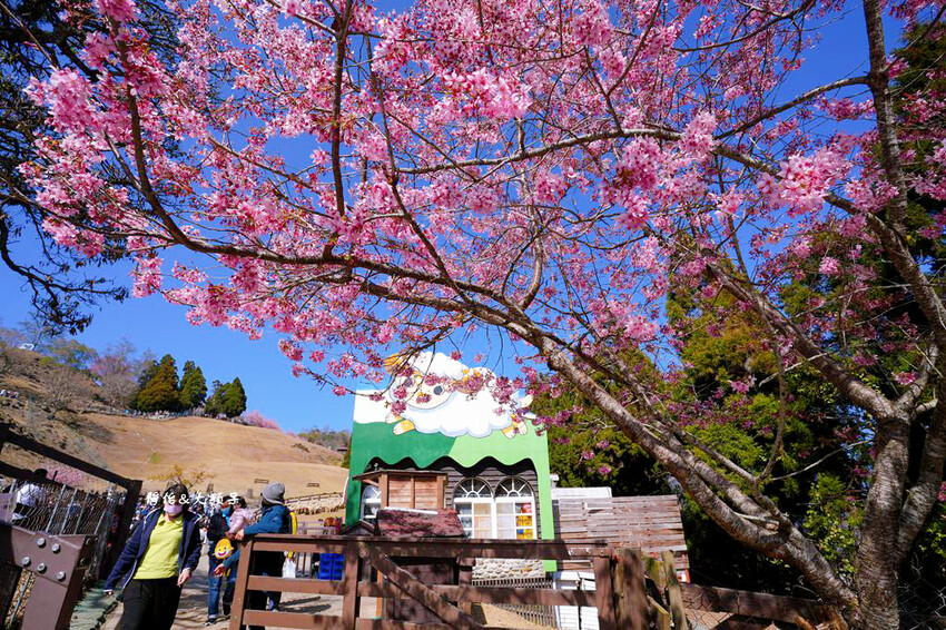 清境農場櫻花季,漫步櫻花林與萌呆笑笑羊互動,粉嫩櫻花海盛開! 清境農場櫻花季,漫步櫻花林與萌呆笑笑羊互動,粉嫩櫻花海盛開!