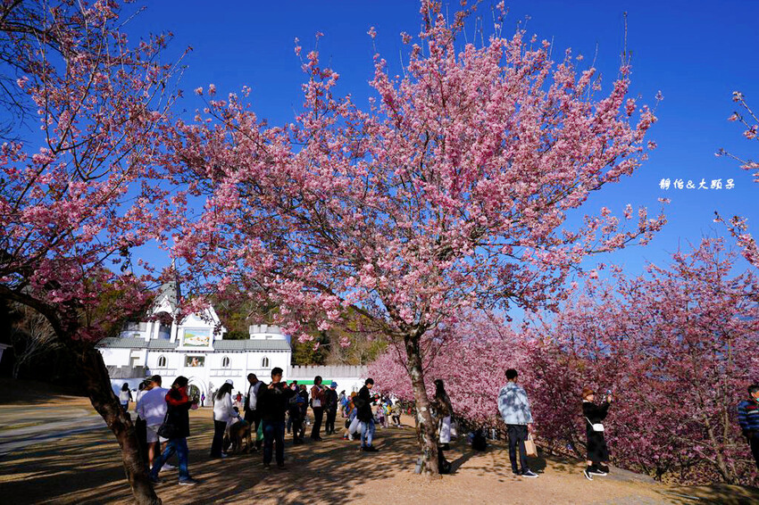 清境農場櫻花季,漫步櫻花林與萌呆笑笑羊互動,粉嫩櫻花海盛開! 清境農場櫻花季,漫步櫻花林與萌呆笑笑羊互動,粉嫩櫻花海盛開!
