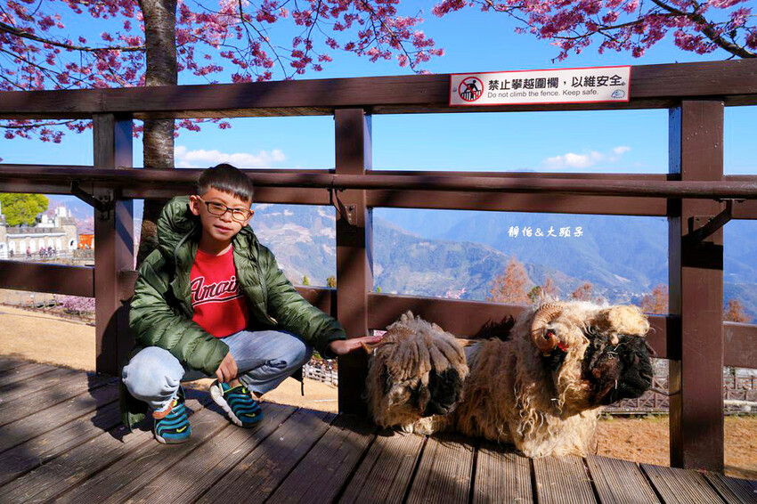 清境農場櫻花季,漫步櫻花林與萌呆笑笑羊互動,粉嫩櫻花海盛開! 清境農場櫻花季,漫步櫻花林與萌呆笑笑羊互動,粉嫩櫻花海盛開!