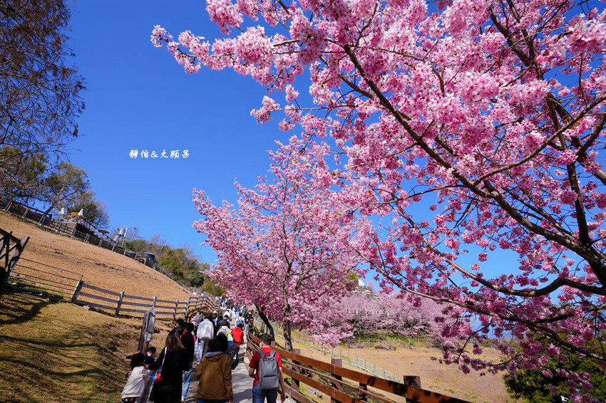 清境農場櫻花季,漫步櫻花林與萌呆笑笑羊互動,粉嫩櫻花海盛開! 清境農場櫻花季,漫步櫻花林與萌呆笑笑羊互動,粉嫩櫻花海盛開!