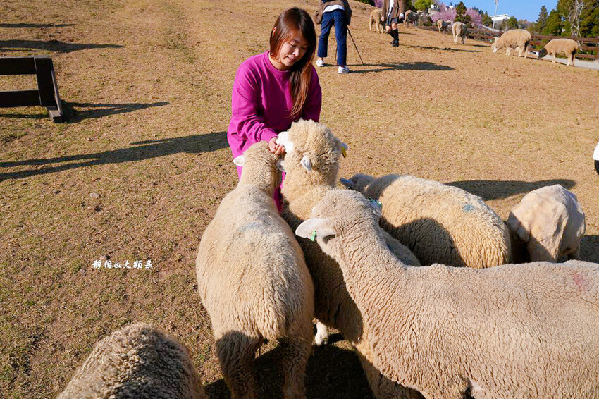 清境農場櫻花季,漫步櫻花林與萌呆笑笑羊互動,粉嫩櫻花海盛開! 清境農場櫻花季,漫步櫻花林與萌呆笑笑羊互動,粉嫩櫻花海盛開!