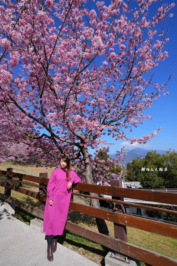 清境農場櫻花季,漫步櫻花林與萌呆笑笑羊互動,粉嫩櫻花海盛開! 清境農場櫻花季,漫步櫻花林與萌呆笑笑羊互動,粉嫩櫻花海盛開!