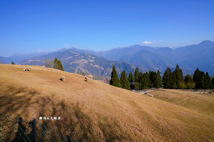 清境農場櫻花季,漫步櫻花林與萌呆笑笑羊互動,粉嫩櫻花海盛開! 清境農場櫻花季,漫步櫻花林與萌呆笑笑羊互動,粉嫩櫻花海盛開!