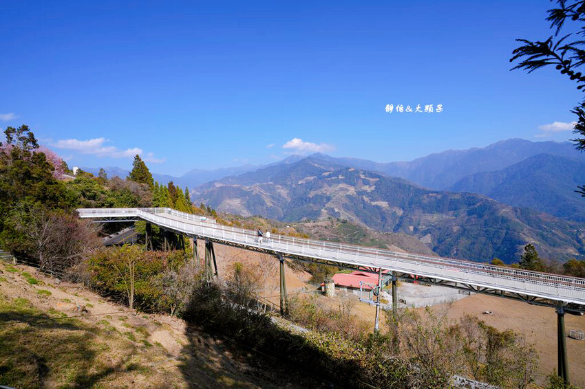 清境農場櫻花季,漫步櫻花林與萌呆笑笑羊互動,粉嫩櫻花海盛開! 清境農場櫻花季,漫步櫻花林與萌呆笑笑羊互動,粉嫩櫻花海盛開!