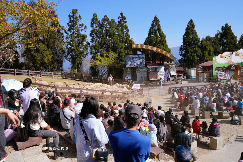 清境農場櫻花季,漫步櫻花林與萌呆笑笑羊互動,粉嫩櫻花海盛開! 清境農場櫻花季,漫步櫻花林與萌呆笑笑羊互動,粉嫩櫻花海盛開!