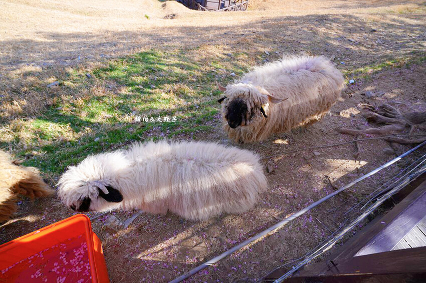 清境農場櫻花季,漫步櫻花林與萌呆笑笑羊互動,粉嫩櫻花海盛開! 清境農場櫻花季,漫步櫻花林與萌呆笑笑羊互動,粉嫩櫻花海盛開!