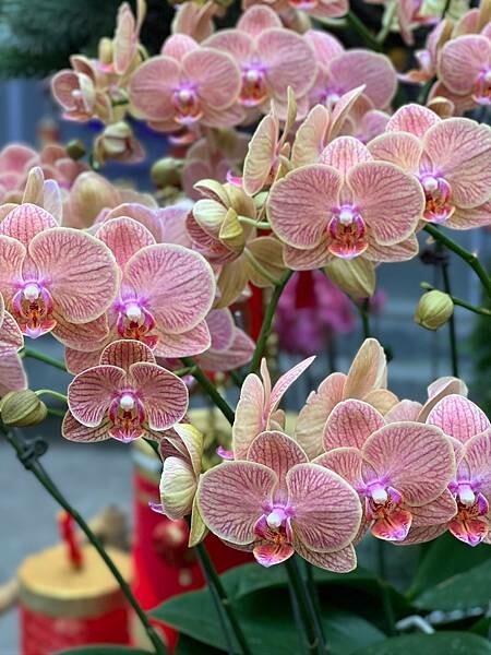 IMG_2498.JPG IMG_2498.JPG