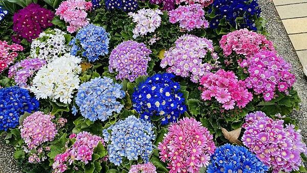 IMG_5729.jpg IMG_5729.jpg