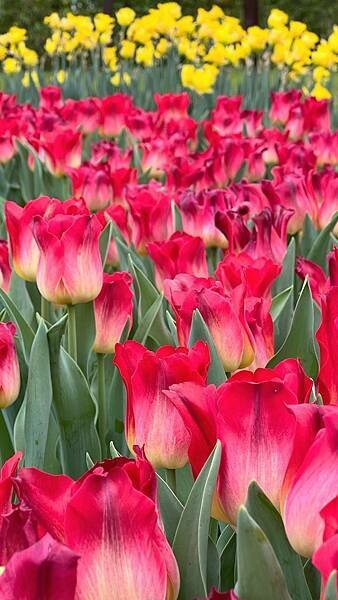 IMG_2392.JPG IMG_2392.JPG