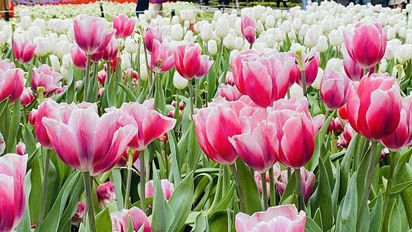 IMG_5750.jpg IMG_5750.jpg