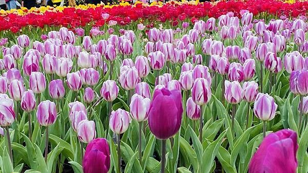 IMG_5790.jpg IMG_5790.jpg