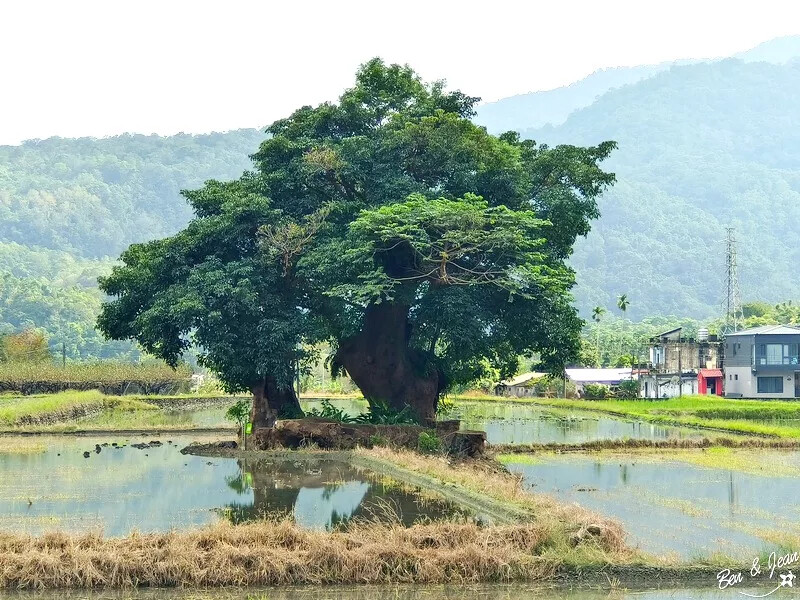 宜蘭縣三星鄉宜蘭一日遊》三星鄉景點~精靈村.免費搭小火車.溫泉煮蛋.湯屋餵鹿採蔥.巨大洛克馬.院長冰~好玩又好吃一次收