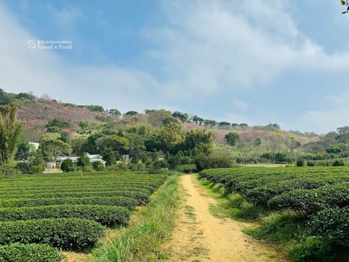 萬株櫻花林唯美浪漫，芒草落羽松各有千秋。春暖花開，踏青健走好風光。秀才登山步道，全家一起來！（2/17花況） @魚兒 x 牽手明太子的「視」界旅行