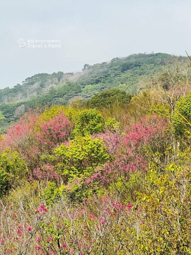 萬株櫻花林唯美浪漫，芒草落羽松各有千秋。春暖花開，踏青健走好風光。秀才登山步道，全家一起來！（2/17花況） @魚兒 x 牽手明太子的「視」界旅行