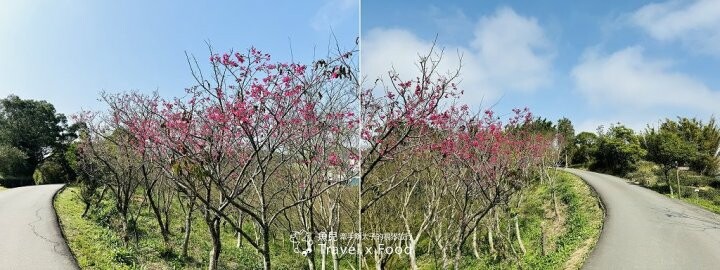 萬株櫻花林唯美浪漫，芒草落羽松各有千秋。春暖花開，踏青健走好風光。秀才登山步道，全家一起來！（2/17花況） @魚兒 x 牽手明太子的「視」界旅行