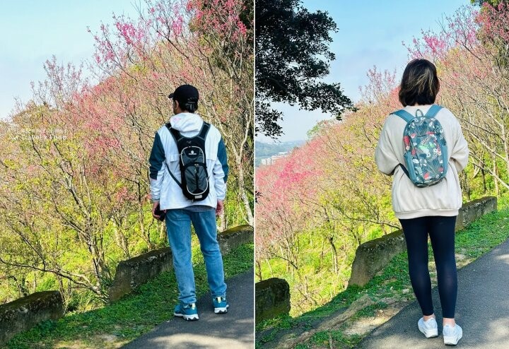 萬株櫻花林唯美浪漫，芒草落羽松各有千秋。春暖花開，踏青健走好風光。秀才登山步道，全家一起來！（2/17花況） @魚兒 x 牽手明太子的「視」界旅行