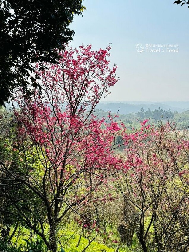 萬株櫻花林唯美浪漫，芒草落羽松各有千秋。春暖花開，踏青健走好風光。秀才登山步道，全家一起來！（2/17花況） @魚兒 x 牽手明太子的「視」界旅行