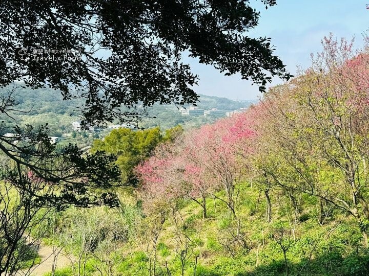 萬株櫻花林唯美浪漫，芒草落羽松各有千秋。春暖花開，踏青健走好風光。秀才登山步道，全家一起來！（2/17花況） @魚兒 x 牽手明太子的「視」界旅行