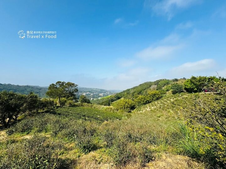 萬株櫻花林唯美浪漫，芒草落羽松各有千秋。春暖花開，踏青健走好風光。秀才登山步道，全家一起來！（2/17花況） @魚兒 x 牽手明太子的「視」界旅行
